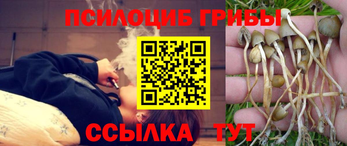 Галлюциногенные грибы Psilocybe Геленджик